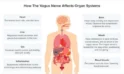 Introduction to Auricular Vagus Nerve Stimulation