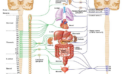 Vagus Stimulation: Revolutionizing Autonomic Dysfunction