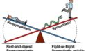 Sympathetic and Parasympathetic Systems