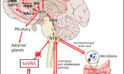 Enhancing Mental Well-being: Auricular VNS for Depression and Anxiety