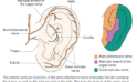 Unlocking the Potential of Auricular Vagus Nerve Stimulation for Neurological Conditions