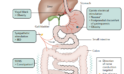 How Non-Invasive Vagus Nerve Stimulation Can Revolutionize Gastrointestinal Health