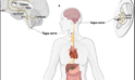 The Effects of Transcutaneous Auricular Vagus Nerve Stimulation on Visual Memory Performance and Fatigue