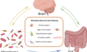 How the Gut Microbiome Orchestrates Liver Tumor Control through the Vagus Nerve