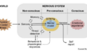 Improving Emotional State: The Power of Transcutaneous Auricular Vagus Nerve Stimulation