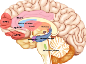 Key Brain Regions Activated by Transcutaneous Vagus Nerve Stimulation (tVNS)